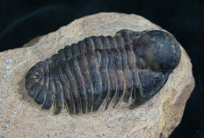 Rare Bulbous Nosed Actinopeltis Trilobite - #8206